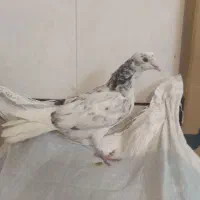 کبوتر مفلق پرشی پشدار نشوندار گرفتنی