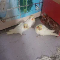 جوجه عروس هلندی