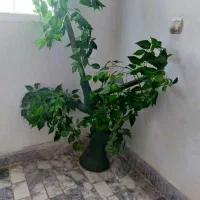 hi gkhc|تلفن رومیزی|تربت جام, مطهری|دیوار