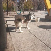 دو قلاده سگ هاسکی و پیتبل|سگ|محمدشهر, محمدشهر|دیوار