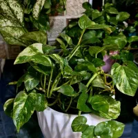 گل پتوس|گل و گیاه طبیعی|رشت, لاکان شهر|دیوار