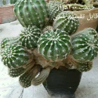 گل زیبای آپارتمانی پاندانوس سبز و چند مدل کاکتوس|گل و گیاه طبیعی|اصفهان, رکن الدوله شرقی|دیوار
