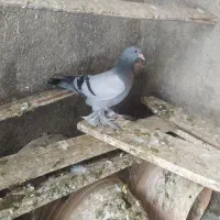 یاهو نر بشرط