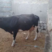 گاو شیری|حیوانات مزرعه|زابل, |دیوار