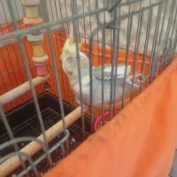 عروس هلندی سوت زن وسخنگو