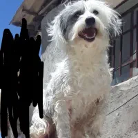 واگزارییکقلادهسگشیتزو|سگ|آزادشهر, |دیوار