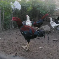 خروس لاری با کیفیت|حیوانات مزرعه|فاضل آباد, |دیوار