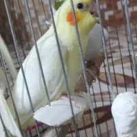 گمشده ایسین