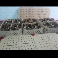 جوجه رنگی گلپایگان بوقلمون اوردک|حیوانات مزرعه|چابهار, |دیوار