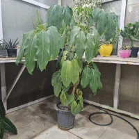 گل و گیاه طبیعی ( شفلرا آمیت )