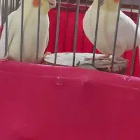 یک جفت عروس هلندی نر و ماده زرد رنگ ۳ ساله