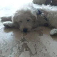 واگذاری سگ نر|سگ|گرمدره, |دیوار