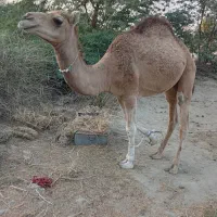 شتر نر|حیوانات مزرعه|میناب, |دیوار