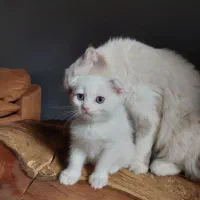 به دنبال سرپرست مهربان هستیم|گربه|اصفهان, مهرآباد|دیوار