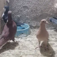 زرد و سرخ جفت|پرنده|تربت‌حیدریه, شهرک ولیعصر|دیوار