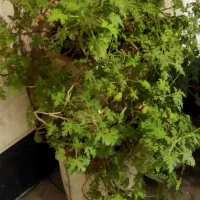 گل و گیاه قابل استفاده نمایشگاه های اتومبیل املاک|گل و گیاه طبیعی|تهران, دردشت|دیوار