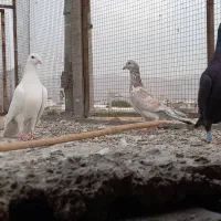 ۳کفتر بیرون شهری|پرنده|شیراز, کوی زهرا|دیوار