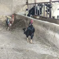 خروس و مرغ لاری