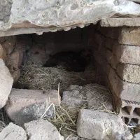 مرغ لاری کرک