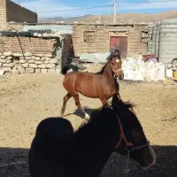 اسب مادیان مادیون