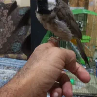 پرنده قناری