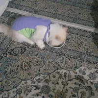 گربه نر|گربه|رشت, سیا اسطلخ|دیوار