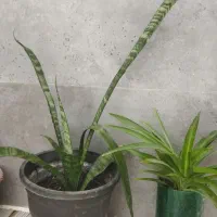 فروش گل های آپارتمانی وبیرونی|گل و گیاه طبیعی|آزادشهر, |دیوار