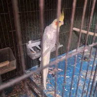 عروس یک جفت|پرنده|شاهینشهر, گزبرخوار|دیوار