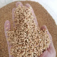 گندم برات بذری درجه یک یک