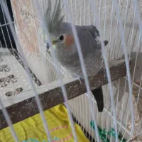 عروس هلندی|پرنده|اندیمشک, |دیوار