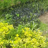 شمشاد طلایی سبز|خدمات باغبانی و درختکاری|کلاچای, |دیوار