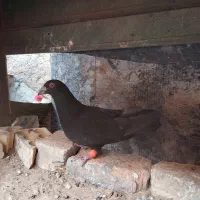 کفتر گم شده