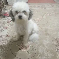 حیوان خانگی