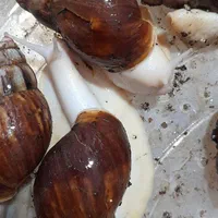 پرورش حلزون در منزل+۱۵درآمد تضمینی قراردادی