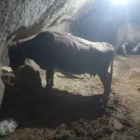 گاو سوئیس|حیوانات مزرعه|هشترود, |دیوار