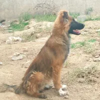 توله سرابی افغان فوری