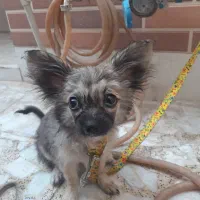 سگ نژاد دار