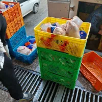 توزیع مرغ شمال|خوردنی و آشامیدنی|قم, پامنار|دیوار