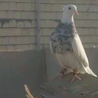 کفتر طوقی ماده