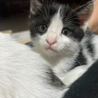 واگذاری گربه|گربه|بندر ماهشهر, |دیوار