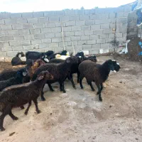 ۱۳راس بره افشار