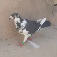 کفتر پلاکی