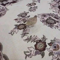 بلدرچین نر