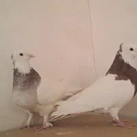 چند جفت کفتر کار