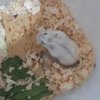 همستر|موش و خرگوش|هشتگرد, شهرک ریحانه|دیوار