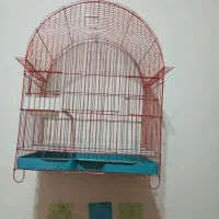 پرنده|پرنده|بومهن, |دیوار