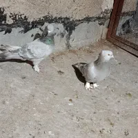 کفتر سوسنی دودی