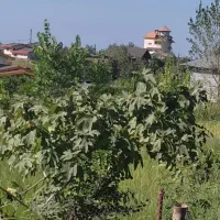 فروش زمین تجن کلا ۲۱۲ متری الحاق به بافت