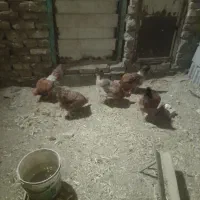 مرغ و خروس خانگی