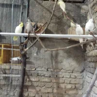 عروس هلندی|پرنده|کلاله, |دیوار